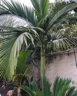 بذر نخل پادشاه مایولا <br> تعداد یک عدد بذر <br> Myola Palm  <br><i><b> Archontophoenix myolensis  </i> Seeds </b>