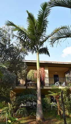بذر نخل پادشاه مایولا <br> تعداد یک عدد بذر <br> Myola Palm  <br><i><b> Archontophoenix myolensis  </i> Seeds </b>