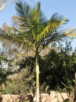 بذر نخل پادشاه مایولا <br> تعداد یک عدد بذر <br> Myola Palm  <br><i><b> Archontophoenix myolensis  </i> Seeds </b>