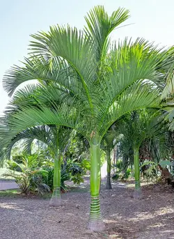 بذر نخل کارپوکسیلون <br> تعداد یک عدد بذر <br> Carpoxylon Palm  <br><i><b> Carpoxylon macrospermum </i> Seeds </b>