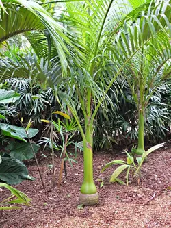 بذر نخل کارپوکسیلون <br> تعداد یک عدد بذر <br> Carpoxylon Palm  <br><i><b> Carpoxylon macrospermum </i> Seeds </b>
