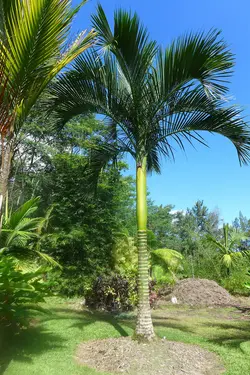 بذر نخل کارپوکسیلون <br> تعداد یک عدد بذر <br> Carpoxylon Palm  <br><i><b> Carpoxylon macrospermum </i> Seeds </b>