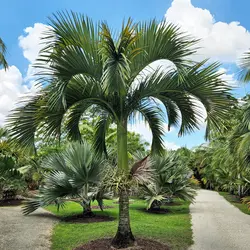 بذر نخل کارپوکسیلون <br> تعداد یک عدد بذر <br> Carpoxylon Palm  <br><i><b> Carpoxylon macrospermum </i> Seeds </b>