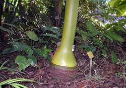 بذر نخل کارپوکسیلون <br> تعداد یک عدد بذر <br> Carpoxylon Palm  <br><i><b> Carpoxylon macrospermum </i> Seeds </b>