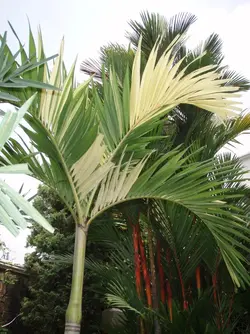 بذر نخل کریسمس ابلق <br> تعداد یک عدد بذر <br> Variegated Christmas Palm <br><i><b> Veitchia merrillii variegata </i> Seeds </b>