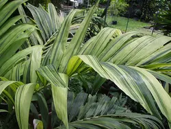 بذر نخل کریسمس ابلق <br> تعداد یک عدد بذر <br> Variegated Christmas Palm <br><i><b> Veitchia merrillii variegata </i> Seeds </b>