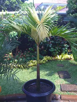 بذر نخل کریسمس ابلق <br> تعداد یک عدد بذر <br> Variegated Christmas Palm <br><i><b> Veitchia merrillii variegata </i> Seeds </b>