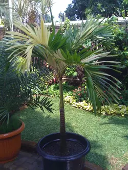 بذر نخل کریسمس ابلق <br> تعداد یک عدد بذر <br> Variegated Christmas Palm <br><i><b> Veitchia merrillii variegata </i> Seeds </b>