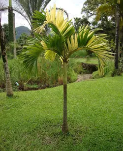 بذر نخل کریسمس ابلق <br> تعداد یک عدد بذر <br> Variegated Christmas Palm <br><i><b> Veitchia merrillii variegata </i> Seeds </b>