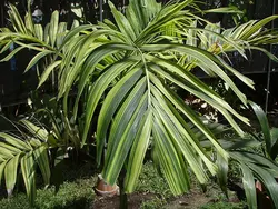 بذر نخل کریسمس ابلق <br> تعداد یک عدد بذر <br> Variegated Christmas Palm <br><i><b> Veitchia merrillii variegata </i> Seeds </b>