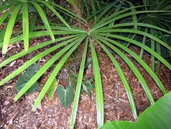 بذر نخل لیکوالا پارویفلورا <br> تعداد یک عدد بذر <br> Licuala parviflora Palm <br><i><b> Licuala parviflora </i> Seeds </b>