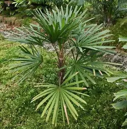 بذر نخل لیکوالا پارویفلورا <br> تعداد یک عدد بذر <br> Licuala parviflora Palm <br><i><b> Licuala parviflora </i> Seeds </b>