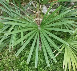 بذر نخل لیکوالا پارویفلورا <br> تعداد یک عدد بذر <br> Licuala parviflora Palm <br><i><b> Licuala parviflora </i> Seeds </b>