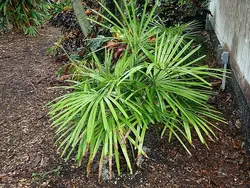 بذر نخل لیکوالا پارویفلورا <br> تعداد یک عدد بذر <br> Licuala parviflora Palm <br><i><b> Licuala parviflora </i> Seeds </b>