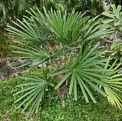 بذر نخل لیکوالا پارویفلورا <br> تعداد یک عدد بذر <br> Licuala parviflora Palm <br><i><b> Licuala parviflora </i> Seeds </b>