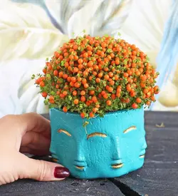 بذر نرترا مینیاتوری <br> بسته یک عددی <br> Coral Bead Plant <br><i><b> Nertera granadensis </i> Seeds </b>
