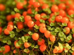 بذر نرترا مینیاتوری <br> بسته یک عددی <br> Coral Bead Plant <br><i><b> Nertera granadensis </i> Seeds </b>