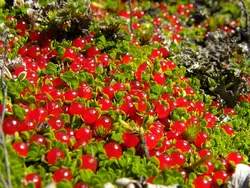بذر نرترا مینیاتوری <br> بسته یک عددی <br> Coral Bead Plant <br><i><b> Nertera granadensis </i> Seeds </b>