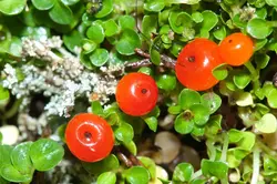 بذر نرترا مینیاتوری <br> بسته یک عددی <br> Coral Bead Plant <br><i><b> Nertera granadensis </i> Seeds </b>