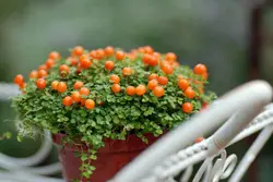 بذر نرترا مینیاتوری <br> بسته یک عددی <br> Coral Bead Plant <br><i><b> Nertera granadensis </i> Seeds </b>