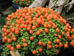 بذر نرترا مینیاتوری <br> بسته یک عددی <br> Coral Bead Plant <br><i><b> Nertera granadensis </i> Seeds </b>