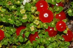 بذر نرترا مینیاتوری <br> بسته یک عددی <br> Coral Bead Plant <br><i><b> Nertera granadensis </i> Seeds </b>