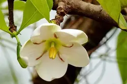 بذر یاس بهشتی <br> بسته یک عددی <br> Divine Jasmine <br><i><b> Tamilnadia uliginosa </i> Seeds </b>