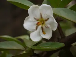 بذر یاس بهشتی <br> بسته یک عددی <br> Divine Jasmine <br><i><b> Tamilnadia uliginosa </i> Seeds </b>