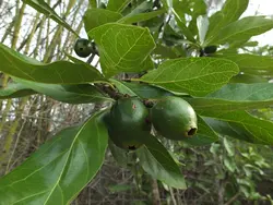 بذر یاس بهشتی <br> بسته یک عددی <br> Divine Jasmine <br><i><b> Tamilnadia uliginosa </i> Seeds </b>