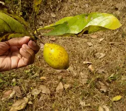 بذر یاس بهشتی <br> بسته یک عددی <br> Divine Jasmine <br><i><b> Tamilnadia uliginosa </i> Seeds </b>