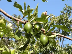 بذر یاس بهشتی <br> بسته یک عددی <br> Divine Jasmine <br><i><b> Tamilnadia uliginosa </i> Seeds </b>