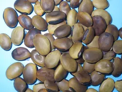 بذر لوبیا ساحلی <br>  بسته 5 عددی <br> Beach Bean <br><i><b> Canavalia rosea </i> Seeds </b>