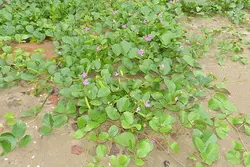 بذر لوبیا ساحلی <br>  بسته 5 عددی <br> Beach Bean <br><i><b> Canavalia rosea </i> Seeds </b>