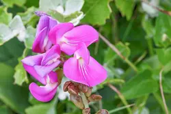 بذر لوبیا ساحلی <br>  بسته 5 عددی <br> Beach Bean <br><i><b> Canavalia rosea </i> Seeds </b>