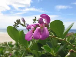 بذر لوبیا ساحلی <br>  بسته 5 عددی <br> Beach Bean <br><i><b> Canavalia rosea </i> Seeds </b>