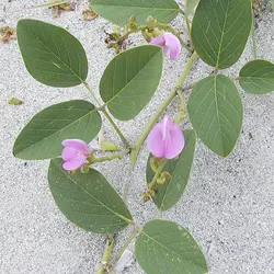 بذر لوبیا ساحلی <br>  بسته 5 عددی <br> Beach Bean <br><i><b> Canavalia rosea </i> Seeds </b>