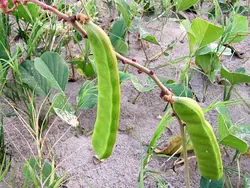 بذر لوبیا ساحلی <br>  بسته 5 عددی <br> Beach Bean <br><i><b> Canavalia rosea </i> Seeds </b>