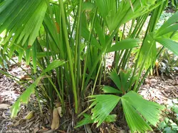 بذر نخل تکولا <br> بسته 5 عددی <br> Toquilla Palm <br><i><b> Carludovica palmata </i> Seeds </b>