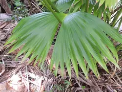 بذر نخل تکولا <br> بسته 5 عددی <br> Toquilla Palm <br><i><b> Carludovica palmata </i> Seeds </b>