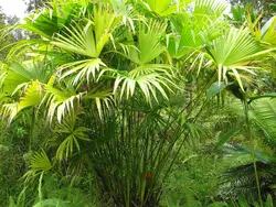 بذر نخل تکولا <br> بسته 5 عددی <br> Toquilla Palm <br><i><b> Carludovica palmata </i> Seeds </b>