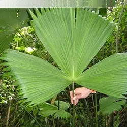 بذر نخل تکولا <br> بسته 5 عددی <br> Toquilla Palm <br><i><b> Carludovica palmata </i> Seeds </b>