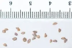 بذر نخل تکولا <br> بسته 5 عددی <br> Toquilla Palm <br><i><b> Carludovica palmata </i> Seeds </b>