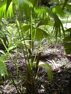 بذر نخل تکولا <br> بسته 5 عددی <br> Toquilla Palm <br><i><b> Carludovica palmata </i> Seeds </b>