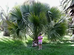 بذر نخل سابال برمودا <br> تعداد یک عدد بذر <br> Bermuda palmetto Palm <br><i><b> Sabal bermudana </i> Seeds </b>