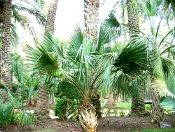 بذر نخل سابال برمودا <br> تعداد یک عدد بذر <br> Bermuda palmetto Palm <br><i><b> Sabal bermudana </i> Seeds </b>