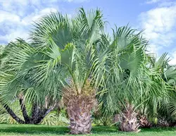 بذر نخل سابال برمودا <br> تعداد یک عدد بذر <br> Bermuda palmetto Palm <br><i><b> Sabal bermudana </i> Seeds </b>