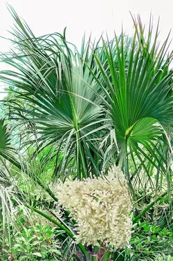 بذر نخل سابال برمودا <br> تعداد یک عدد بذر <br> Bermuda palmetto Palm <br><i><b> Sabal bermudana </i> Seeds </b>