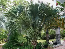 بذر نخل سابال برمودا <br> تعداد یک عدد بذر <br> Bermuda palmetto Palm <br><i><b> Sabal bermudana </i> Seeds </b>