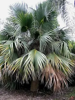 بذر نخل سابال برمودا <br> تعداد یک عدد بذر <br> Bermuda palmetto Palm <br><i><b> Sabal bermudana </i> Seeds </b>