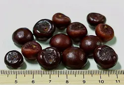 بذر نخل سابال برمودا <br> تعداد یک عدد بذر <br> Bermuda palmetto Palm <br><i><b> Sabal bermudana </i> Seeds </b>